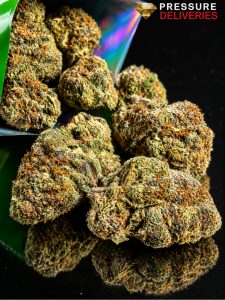 Jungle Fever (Indica)
